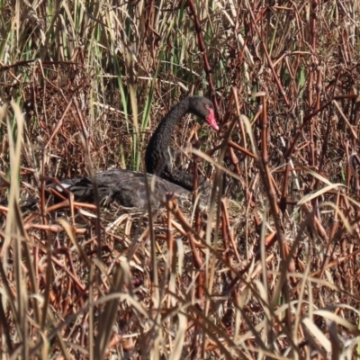 Cygnus atratus (Black Swan) at Fyshwick, ACT - 26 Jun 2020 by RodDeb