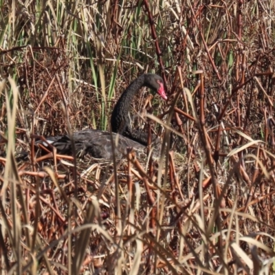 Cygnus atratus (Black Swan) at Jerrabomberra Wetlands - 26 Jun 2020 by RodDeb