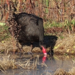 Cygnus atratus at Fyshwick, ACT - 26 Jun 2020