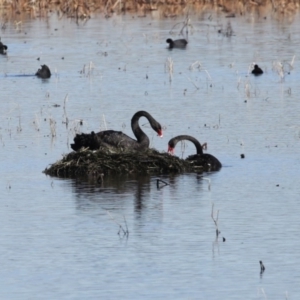 Cygnus atratus at Fyshwick, ACT - 26 Jun 2020