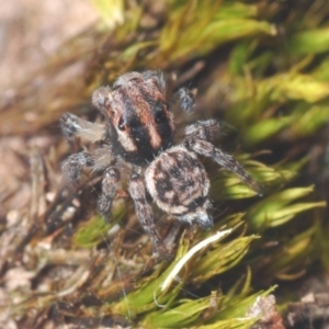 Maratus plumosus at Cavan, NSW - 20 Jun 2020