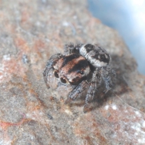 Maratus plumosus at Cavan, NSW - 20 Jun 2020 07:40 PM