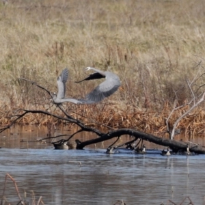 Egretta novaehollandiae at Fyshwick, ACT - 26 Jun 2020 01:04 PM