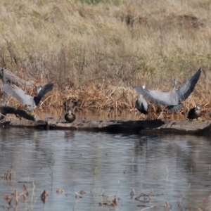 Egretta novaehollandiae at Fyshwick, ACT - 26 Jun 2020