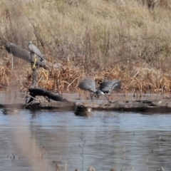 Egretta novaehollandiae at Fyshwick, ACT - 26 Jun 2020