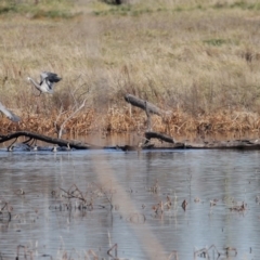 Egretta novaehollandiae at Fyshwick, ACT - 26 Jun 2020 01:04 PM