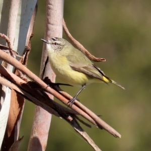 Acanthiza chrysorrhoa at Fyshwick, ACT - 26 Jun 2020 12:27 PM