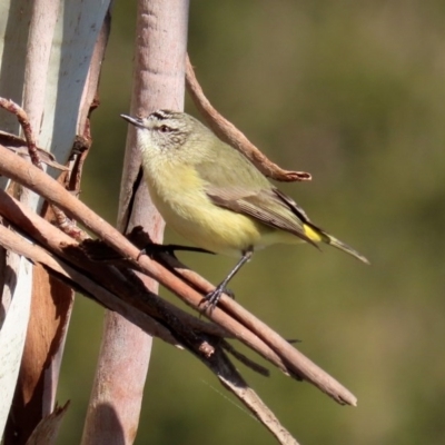 Acanthiza chrysorrhoa (Yellow-rumped Thornbill) at Fyshwick, ACT - 26 Jun 2020 by RodDeb