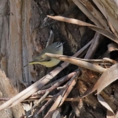 Acanthiza chrysorrhoa at Fyshwick, ACT - 26 Jun 2020 12:27 PM