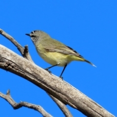 Acanthiza chrysorrhoa at Fyshwick, ACT - 26 Jun 2020