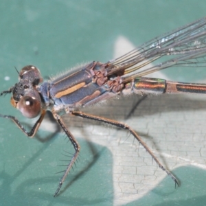 Austrolestes leda at Belconnen, ACT - 26 Jun 2020