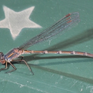 Austrolestes leda at Belconnen, ACT - 26 Jun 2020