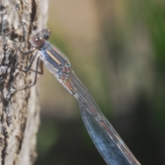 Austrolestes leda at Belconnen, ACT - 26 Jun 2020