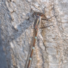 Austrolestes leda at Belconnen, ACT - 26 Jun 2020