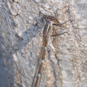 Austrolestes leda at Belconnen, ACT - 26 Jun 2020