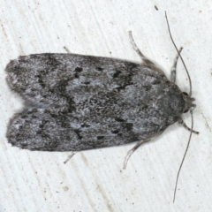 Philobota philostaura (A Concealer moth (Philobota group)) at Ainslie, ACT - 5 Dec 2019 by jbromilow50