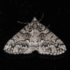 Lipogya exprimataria (Jagged Bark Moth) at Ainslie, ACT - 5 Dec 2019 by jbromilow50