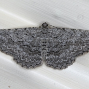 Psilosticha absorpta at Ainslie, ACT - 5 Dec 2019 10:37 PM