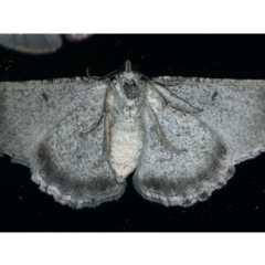 Psilosticha absorpta at Ainslie, ACT - 5 Dec 2019 10:37 PM