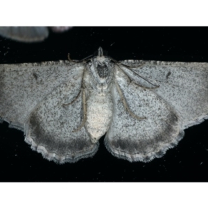 Psilosticha absorpta at Ainslie, ACT - 5 Dec 2019 10:37 PM