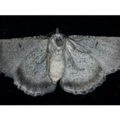 Psilosticha absorpta at Ainslie, ACT - 5 Dec 2019 10:37 PM