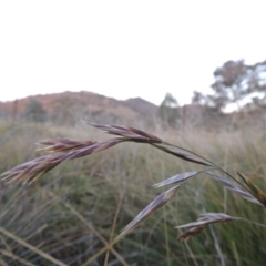 Bromus catharticus (Prairie Grass) at Gordon, ACT - 25 Jun 2020 by michaelb