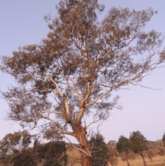 Eucalyptus melliodora (Yellow Box) at Gordon, ACT - 25 Jun 2020 by michaelb