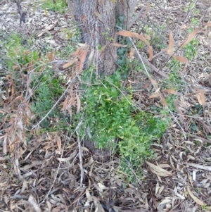 Asparagus asparagoides at Campbell, ACT - 28 Jun 2020