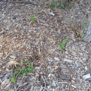 Asparagus asparagoides at Campbell, ACT - 28 Jun 2020