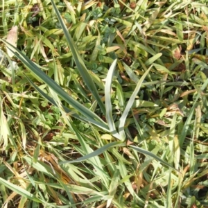 Dianella sp. aff. longifolia (Benambra) at Kenny, ACT - 24 Jun 2020