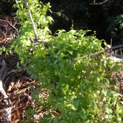 Asparagus asparagoides (Bridal Creeper, Florist's Smilax) at Yarralumla, ACT - 28 Jun 2020 by MichaelMulvaney