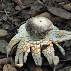 Astraeus hygrometricus (Barometer Earthstar) at Lake Burley Griffin West - 22 Jun 2020 by KenT