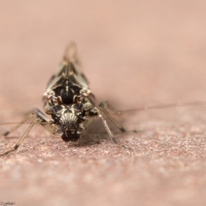 Psocodea 'Psocoptera' sp. (order) at Macgregor, ACT - 27 Jun 2020