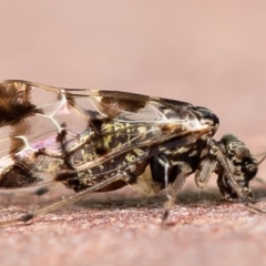 Psocodea 'Psocoptera' sp. (order) at Macgregor, ACT - 27 Jun 2020