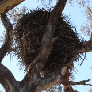 Aquila audax at Banks, ACT - 28 Jun 2020 10:49 AM