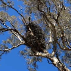 Aquila audax at Banks, ACT - 28 Jun 2020 10:49 AM