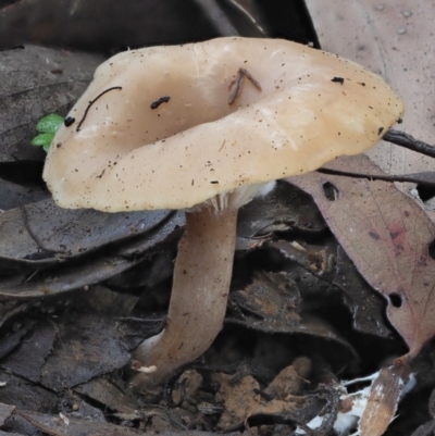 Clitocybe s. l. at Coree, ACT - 27 May 2020 by KenT