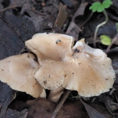 Clitocybe s. l. at Coree, ACT - 27 May 2020