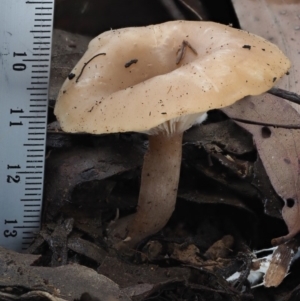 Clitocybe s. l. at Coree, ACT - 27 May 2020