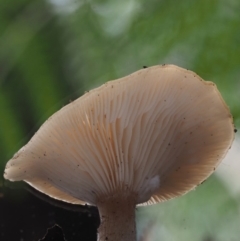 Clitocybe s. l. at Coree, ACT - 27 May 2020 10:36 AM