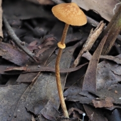 Pholiotina rugosa at Blue Range - 27 May 2020 by KenT