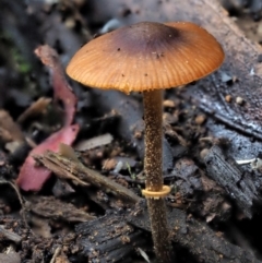 Pholiotina rugosa at Coree, ACT - 27 May 2020