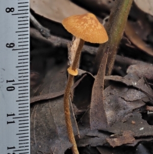 Pholiotina rugosa at Coree, ACT - 27 May 2020