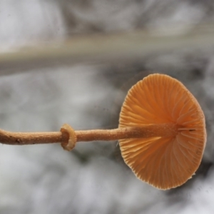 Pholiotina rugosa at Coree, ACT - 27 May 2020