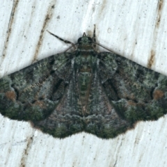 Aeolochroma metarhodata (Tea-tree Emerald (Geometrinae)) at Ainslie, ACT - 5 Dec 2019 by jb2602