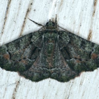 Aeolochroma metarhodata (Tea-tree Emerald (Geometrinae)) at Ainslie, ACT - 5 Dec 2019 by jb2602