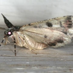 Aeolochroma metarhodata at Ainslie, ACT - 5 Dec 2019