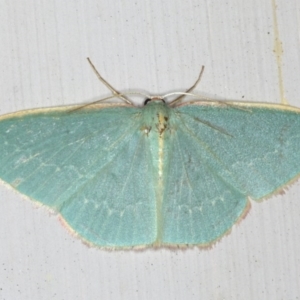 Chlorocoma dichloraria at Ainslie, ACT - 5 Dec 2019 10:41 PM