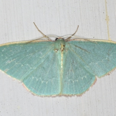 Chlorocoma dichloraria (Guenee's or Double-fringed Emerald) at Ainslie, ACT - 5 Dec 2019 by jbromilow50