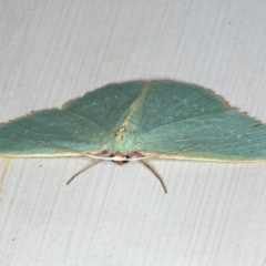 Chlorocoma dichloraria at Ainslie, ACT - 5 Dec 2019 10:41 PM